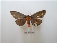 藏品(烏麗燈蛾)的圖片